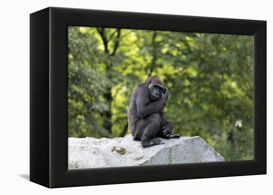 Animal photography, young gorilla sits on big stone and scratches thoughtfully in the head, in the -UtArt-Framed Premier Image Canvas