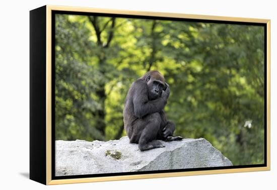 Animal photography, young gorilla sits on big stone and scratches thoughtfully in the head, in the -UtArt-Framed Premier Image Canvas