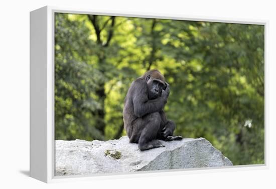 Animal photography, young gorilla sits on big stone and scratches thoughtfully in the head, in the -UtArt-Framed Premier Image Canvas