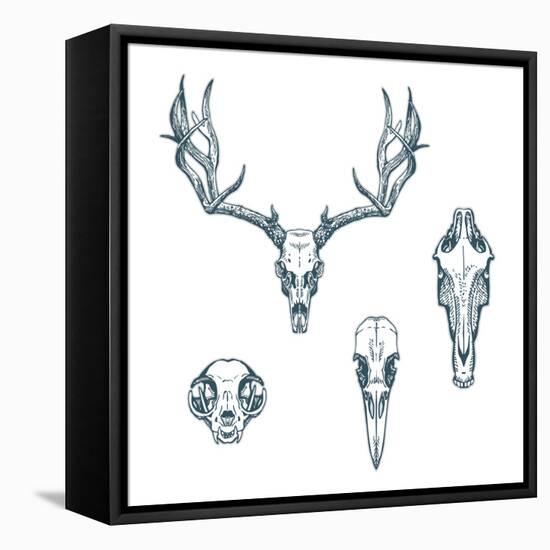 Animal Scull Set Deer Horse Cat Crow-Ptich-ya-Framed Stretched Canvas