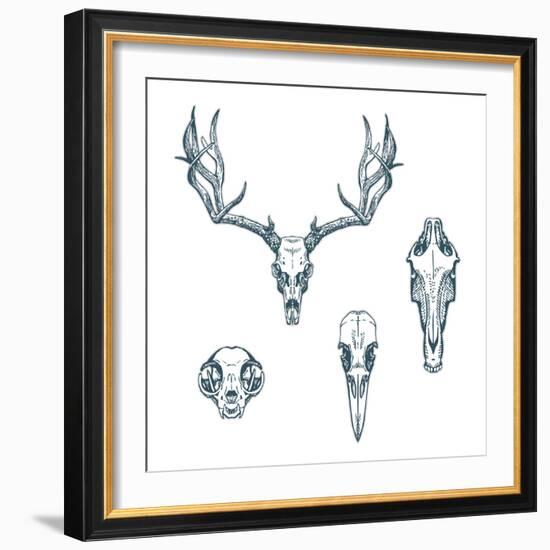 Animal Scull Set Deer Horse Cat Crow-Ptich-ya-Framed Premium Giclee Print