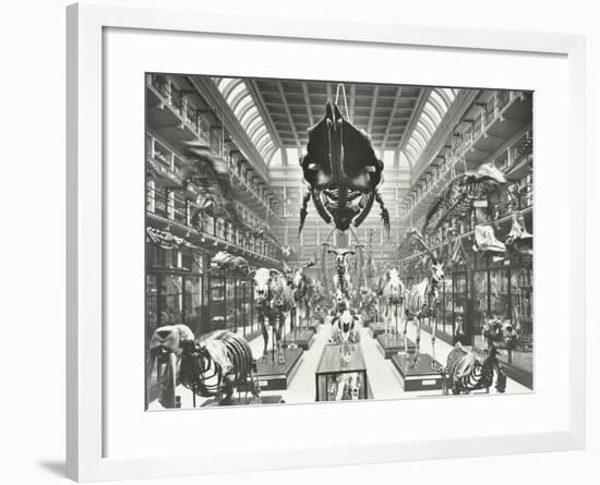 Animal Skeletons at the Royal College of Surgeons, Westminster, London, 1911-null-Framed Photographic Print