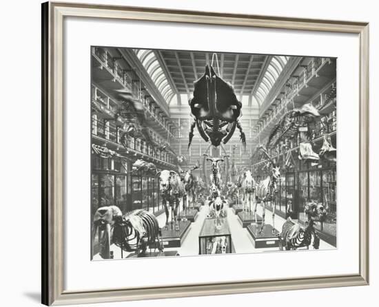 Animal Skeletons at the Royal College of Surgeons, Westminster, London, 1911-null-Framed Photographic Print