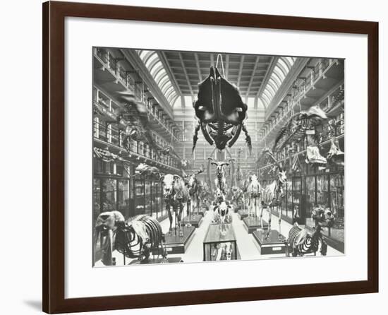 Animal Skeletons at the Royal College of Surgeons, Westminster, London, 1911-null-Framed Photographic Print