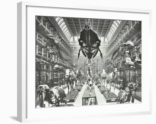 Animal Skeletons at the Royal College of Surgeons, Westminster, London, 1911-null-Framed Photographic Print