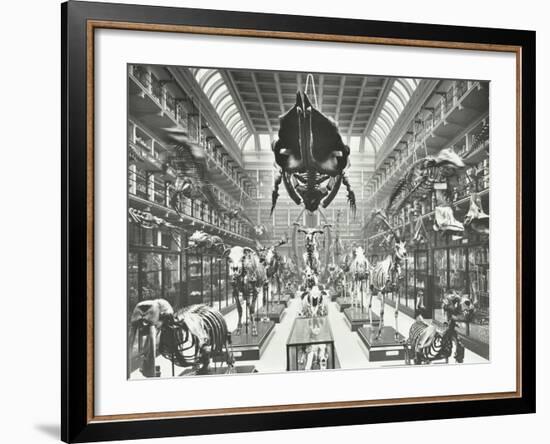 Animal Skeletons at the Royal College of Surgeons, Westminster, London, 1911-null-Framed Photographic Print