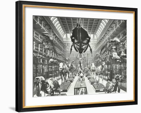 Animal Skeletons at the Royal College of Surgeons, Westminster, London, 1911-null-Framed Photographic Print