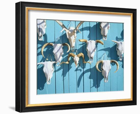 Animal Skulls for Sale, Taos, New Mexico, USA-Scott T. Smith-Framed Photographic Print