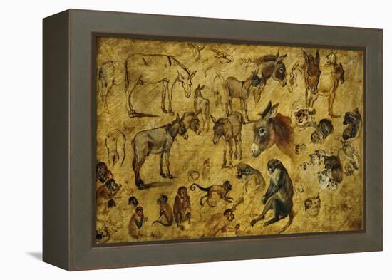 Animal Studies: Donkeys, Cats, Monkeys-Jan Brueghel the Elder-Framed Premier Image Canvas