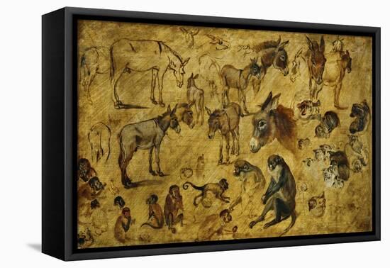 Animal Studies: Donkeys, Cats, Monkeys-Jan Brueghel the Elder-Framed Premier Image Canvas