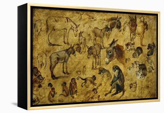 Animal Studies: Donkeys, Cats, Monkeys-Jan Brueghel the Elder-Framed Premier Image Canvas