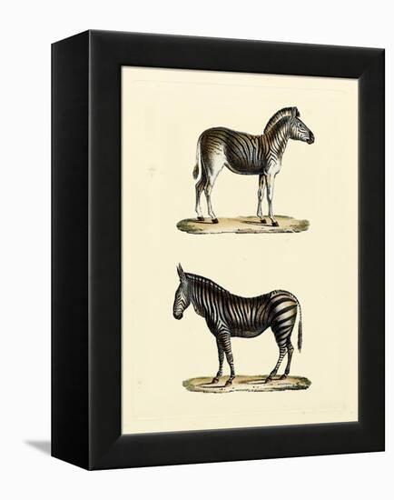 Animal Studies I-Vision Studio-Framed Stretched Canvas