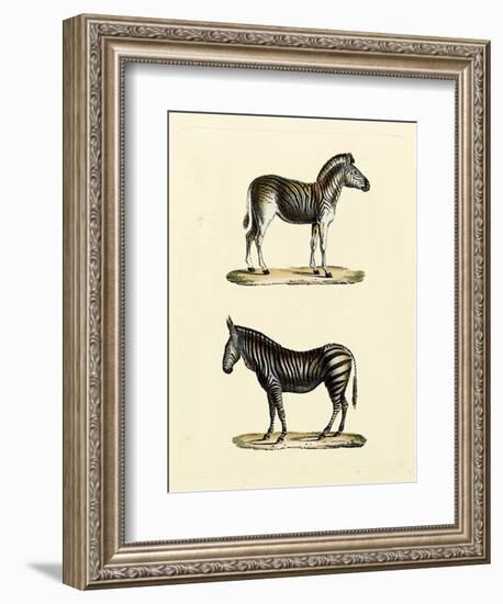 Animal Studies I-Vision Studio-Framed Art Print