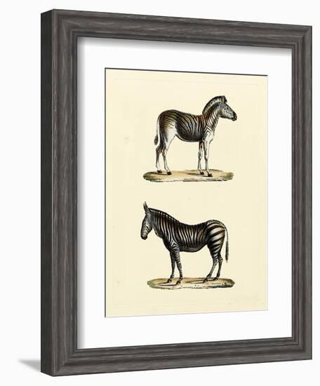 Animal Studies I-Vision Studio-Framed Art Print