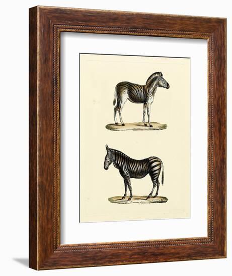 Animal Studies I-Vision Studio-Framed Art Print