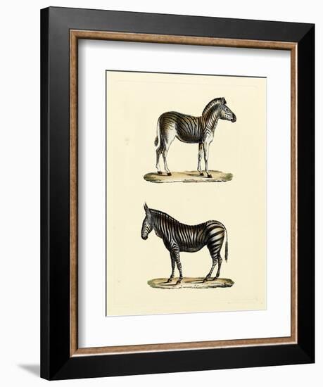 Animal Studies I-Vision Studio-Framed Art Print