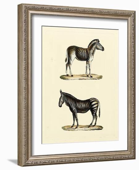 Animal Studies I-Vision Studio-Framed Art Print