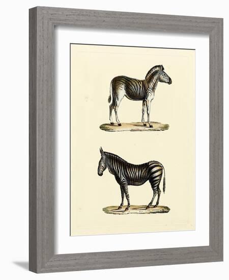 Animal Studies I-Vision Studio-Framed Art Print