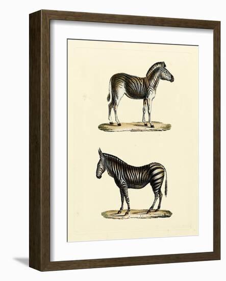 Animal Studies I-Vision Studio-Framed Art Print