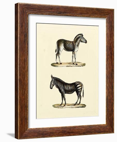 Animal Studies I-Vision Studio-Framed Art Print