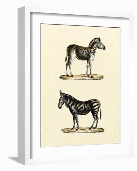 Animal Studies I-Vision Studio-Framed Art Print