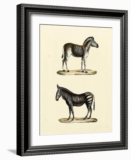 Animal Studies I-Vision Studio-Framed Art Print