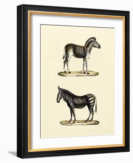 Animal Studies I-Vision Studio-Framed Art Print