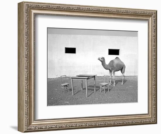 Animal Talk 11,-Jaschi Klein-Framed Photographic Print