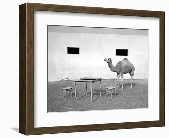 Animal Talk 11,-Jaschi Klein-Framed Photographic Print