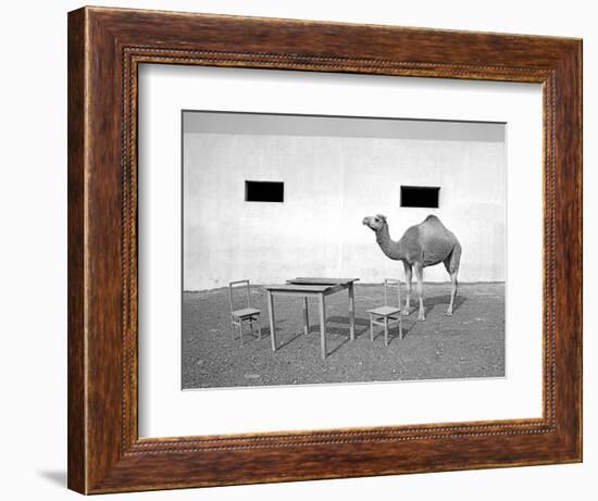 Animal Talk 11,-Jaschi Klein-Framed Photographic Print