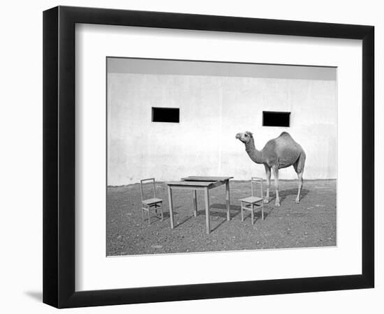 Animal Talk 11,-Jaschi Klein-Framed Photographic Print