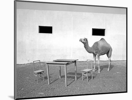 Animal Talk 11,-Jaschi Klein-Mounted Photographic Print