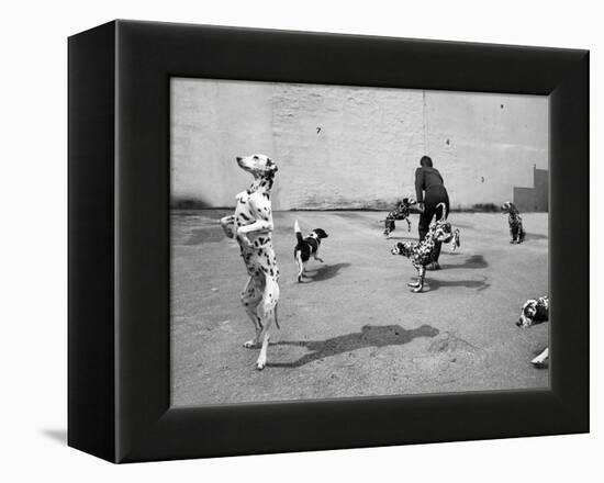 Animal Talk 5, 2015-Jaschi Klein-Framed Premier Image Canvas