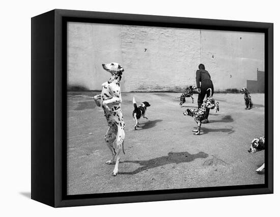 Animal Talk 5, 2015-Jaschi Klein-Framed Premier Image Canvas