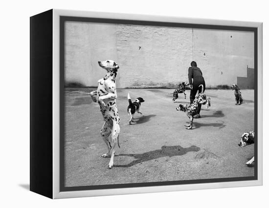 Animal Talk 5, 2015-Jaschi Klein-Framed Premier Image Canvas