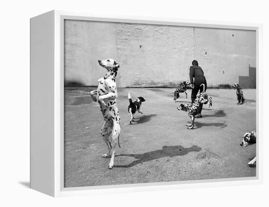 Animal Talk 5, 2015-Jaschi Klein-Framed Premier Image Canvas