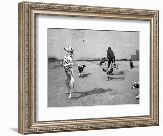 Animal Talk 5, 2015-Jaschi Klein-Framed Photographic Print