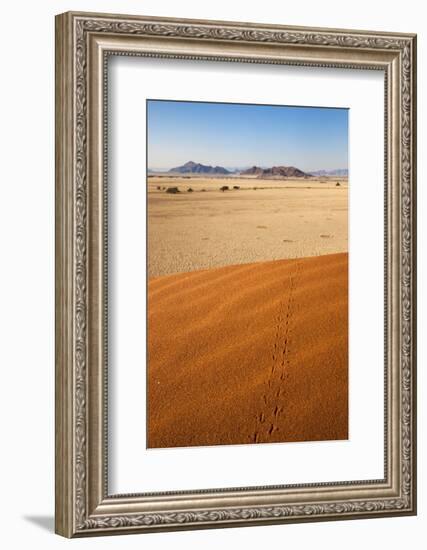 Animal Tracks in Sand, Namib Desert, Namibia, Africa-Ann and Steve Toon-Framed Photographic Print