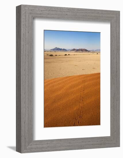 Animal Tracks in Sand, Namib Desert, Namibia, Africa-Ann and Steve Toon-Framed Photographic Print