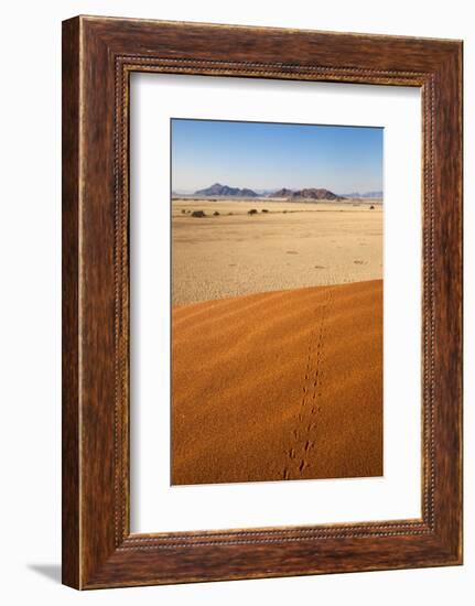 Animal Tracks in Sand, Namib Desert, Namibia, Africa-Ann and Steve Toon-Framed Photographic Print