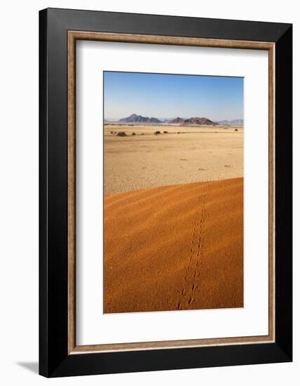 Animal Tracks in Sand, Namib Desert, Namibia, Africa-Ann and Steve Toon-Framed Photographic Print