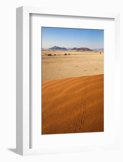 Animal Tracks in Sand, Namib Desert, Namibia, Africa-Ann and Steve Toon-Framed Photographic Print