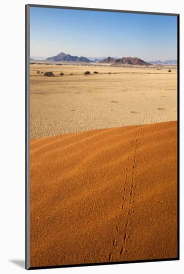 Animal Tracks in Sand, Namib Desert, Namibia, Africa-Ann and Steve Toon-Mounted Photographic Print