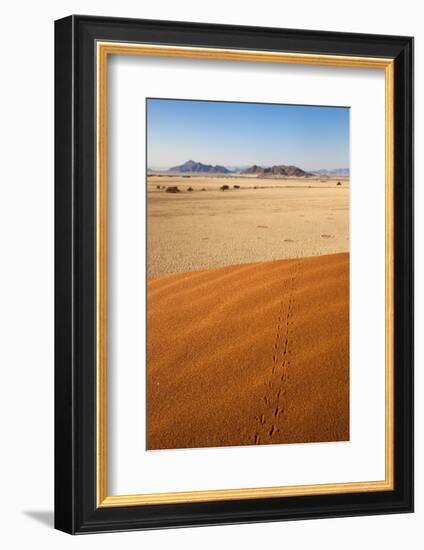 Animal Tracks in Sand, Namib Desert, Namibia, Africa-Ann and Steve Toon-Framed Photographic Print