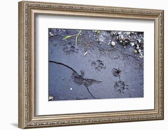 Animal tracks in the muddy bottom, close-up-David & Micha Sheldon-Framed Photographic Print