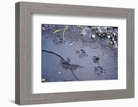 Animal tracks in the muddy bottom, close-up-David & Micha Sheldon-Framed Photographic Print