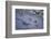 Animal tracks in the muddy bottom, close-up-David & Micha Sheldon-Framed Photographic Print