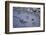 Animal tracks in the muddy bottom, close-up-David & Micha Sheldon-Framed Photographic Print