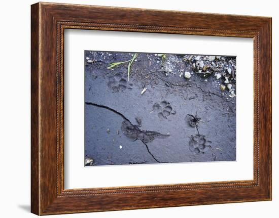 Animal tracks in the muddy bottom, close-up-David & Micha Sheldon-Framed Photographic Print