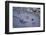 Animal tracks in the muddy bottom, close-up-David & Micha Sheldon-Framed Photographic Print